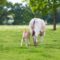 Drents Weidevlees
